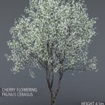 Cherry-tree flowering (Cerasus) # 1