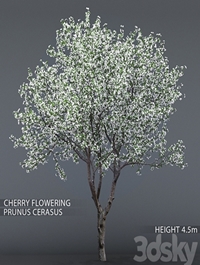 Cherry-tree flowering (Cerasus) # 1