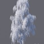 Winter birch (15 meters)
