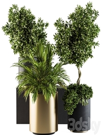 indoor Plant Set 90 - Black and Gold