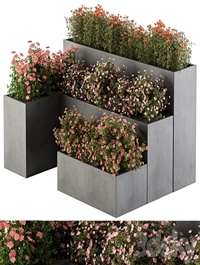 Flower Box - Outdoor Plants 436