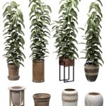 Ficuses in pots
