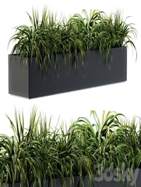 Ranch Grass plants in box - Outdoor Set 63