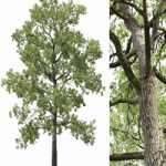 Oak