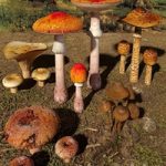 Mushrooms. Set1