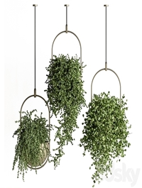 indoor Plant Set 410 - Hanging Plants