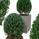 Boxwood bush in the form of a ball