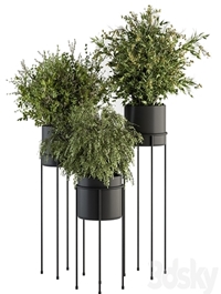 indoor Plant Set 371- Bush and Plant Set in Black stand