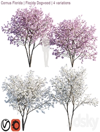 Cornus florida | Florida Dogwood | 4 variations