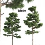 2 pine vray