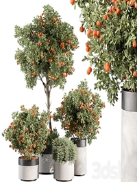 Outdoor Plant 513 - Orange Tree