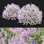 Mayers lilac bushes | Syringa meyeri