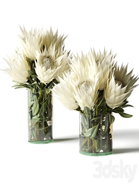 Flower Set white proteas