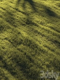 Grass | lawn