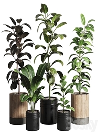 Ficus - Ficus rubbery plant 165_dirty wooden and plastic pots