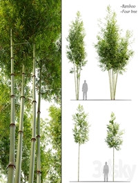 Four bamboo tree