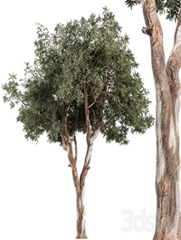 RedGum Tree - Tree Set 175