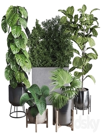 Collection indoor plant 251 ficus lyrata monstera palm in a wooden and metal pot
