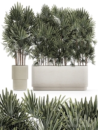 A collection of lush bushes of thickets of plants in modern white pots with palm Rhapis. Set 1356.