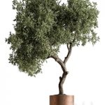 Indoor Plant 573 -Tree in Pot