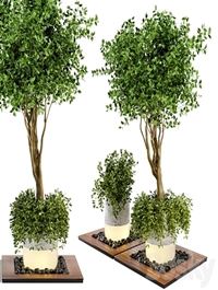 Outdoor Plants bush & Tree Combination of wood & concrete Pot - Garden Set 45