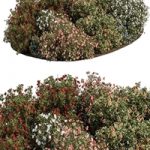 Garden colorful Flower Bush – Set 452