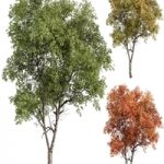 Broadleaf Tree – Tree Set 227