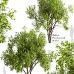 Set of Robinia Pseudoacacia Trees (Black Locust) (2 Trees)