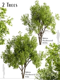 Set of Robinia Pseudoacacia Trees (Black Locust) (2 Trees)