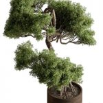 indoor Plant 626 – Bonsai Plant