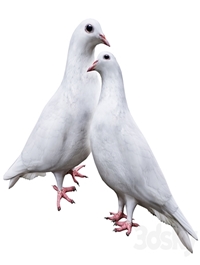 Pigeon
