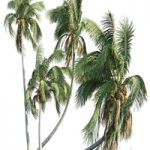 Cocos nucifera (coconut tree)
