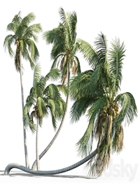 Cocos nucifera (coconut tree)