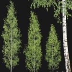 Birch forest part 12