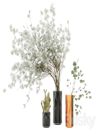 Indoor Plants Cactus & Eucalyptus whit Glass Pots - Set 38