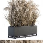 indoor Plant Set 131 – Dried Plant box