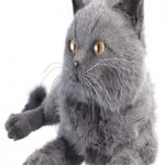 Gray Cat