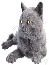 Gray Cat