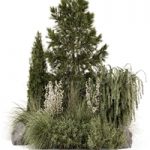 Outdoor Plants Bush Collection -Bush Set 1578