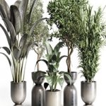 Collection indoor plant 156 pot plant ficus rubbery palm concrete dirt vase