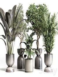 Collection, indoor, plant ,156, pot ,plant, ficus, rubbery ,palm ,concrete, dirt ,vase