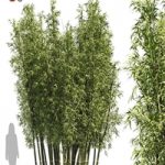 2 Bamboo Clusters