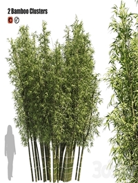 2 Bamboo Clusters