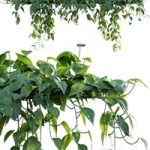 Epipremnum aureum – Money plant – 02