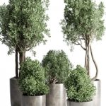 Collection Outdoor Indoor plant 53 concrete dirt vase pot tree bush