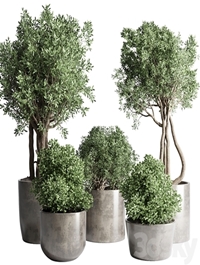 Collection Outdoor Indoor plant 53 concrete dirt vase pot tree bush