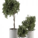 indoor Plant Set 311 – Tree and Plant Set in Black pot