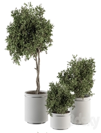 indoor Plant Set 311 - Tree and Plant Set in Black pot