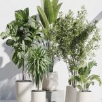 indoor plant set 66