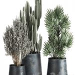 Collection of small plants in luxury pots with Cactus, palm, olive, tree, Rapeseed, Raphis, Cereus. Set 870.